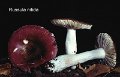 Russula nitida-amf1649